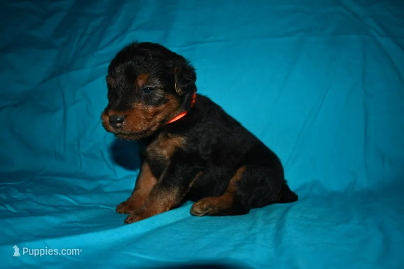 Valor – Welsh Terrier puppy for sale in Draper, VA