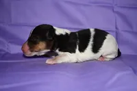 Petunia, a male Wire Fox Terrier for sale in Draper, VA – 2 of 10