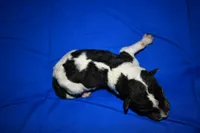 Arlo, a male Wire Fox Terrier for sale in Draper, VA – 7 of 7