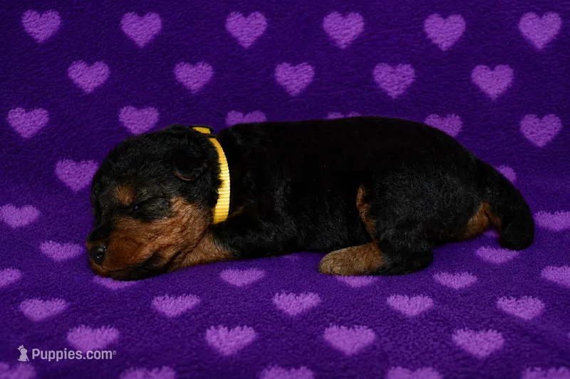 Liberty – Welsh Terrier puppy for sale in Draper, VA