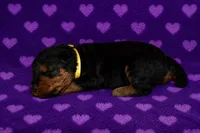 Liberty, a female Welsh Terrier for sale in Draper, VA – 1 of 7