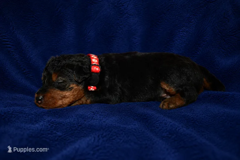 Firecracker – Welsh Terrier puppy for sale in Draper, VA
