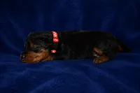 Firecracker, a male Welsh Terrier for sale in Draper, VA – 1 of 7