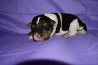 Daisy , a male Wire Fox Terrier for sale in Draper, VA – 1 of 7