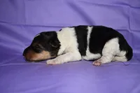 Daisy , a male Wire Fox Terrier for sale in Draper, VA – 3 of 7