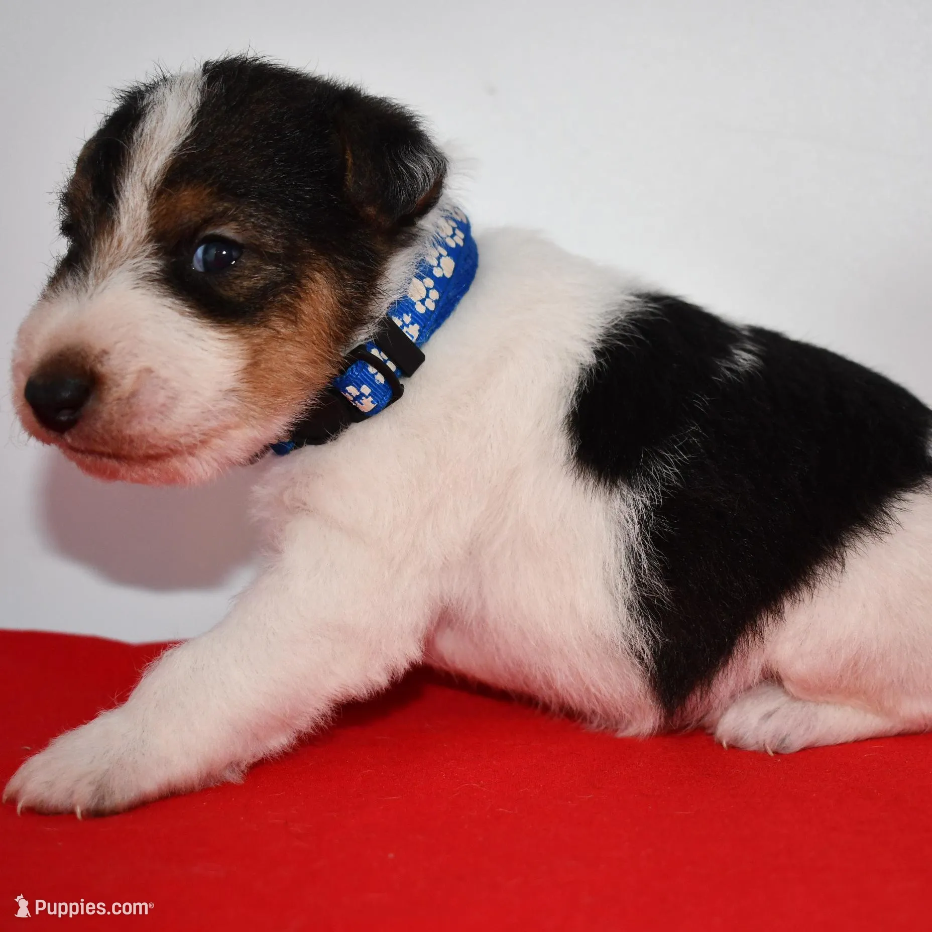 Winston – Wire Fox Terrier puppy for sale in Draper, VA