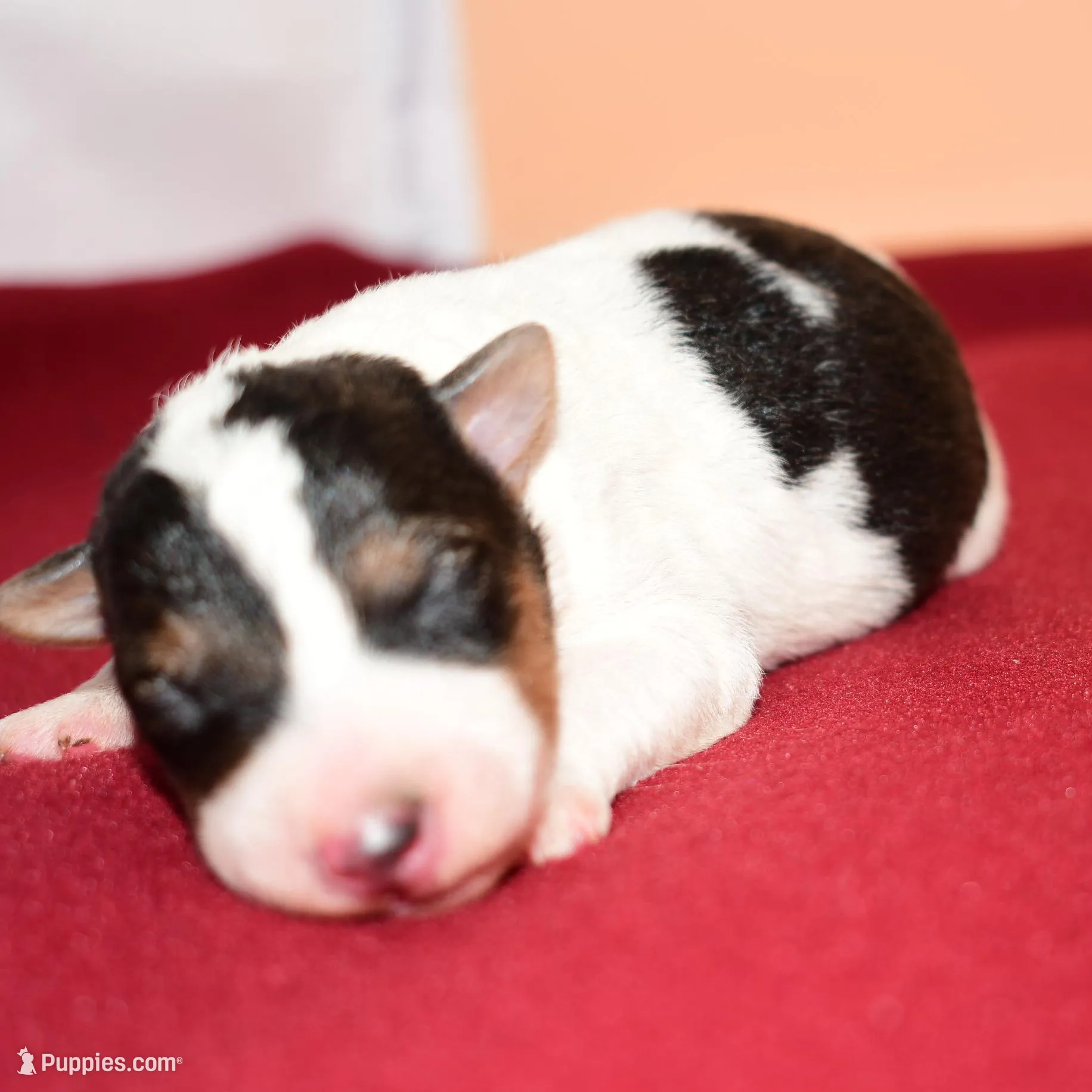 Winston, a male Wire Fox Terrier for sale in Draper, VA – Photo 2 of 10