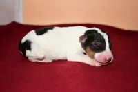 Winston, a male Wire Fox Terrier for sale in Draper, VA – Photo 3 of 10