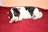 Winston, a male Wire Fox Terrier for sale in Draper, VA – Photo 1 of 10