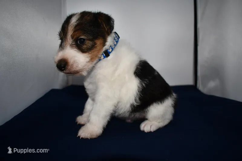 Winston – Wire Fox Terrier puppy for sale in Draper, VA