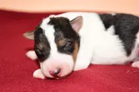 Winston, a male Wire Fox Terrier for sale in Draper, VA – Photo 9 of 10