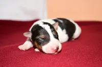 Winston, a male Wire Fox Terrier for sale in Draper, VA – Photo 7 of 10