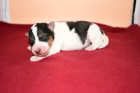 Winston, a male Wire Fox Terrier for sale in Draper, VA – Photo 6 of 10