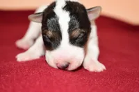 Winston, a male Wire Fox Terrier for sale in Draper, VA – Photo 8 of 10