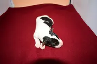 Winston, a male Wire Fox Terrier for sale in Draper, VA – Photo 10 of 10