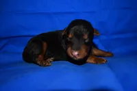 Spice, a male Welsh Terrier for sale in Draper, VA – 6 of 10