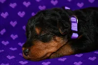Freedom, a female Welsh Terrier for sale in Draper, VA – 5 of 6