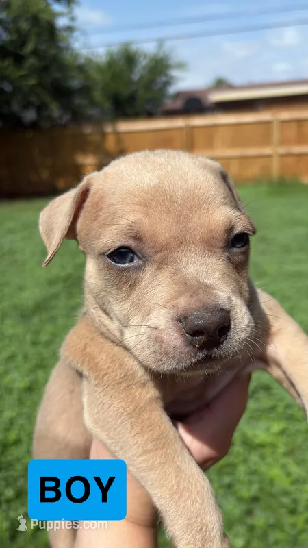 Max – American Pit Bull Terrier puppy for sale in Abilene, TX