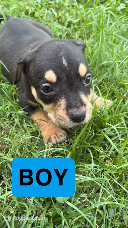 Ace  – American Pit Bull Terrier puppy for sale in Abilene, TX