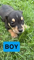 Ace , a male American Pit Bull Terrier for sale in Abilene, TX – 1 of 1