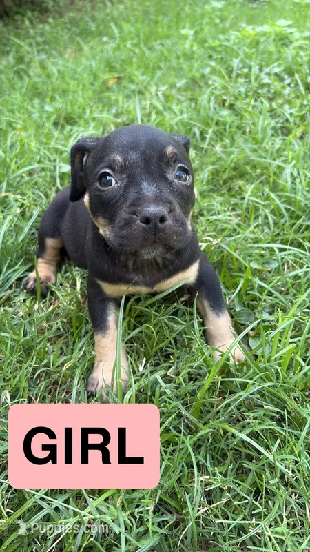 Isabell  – American Pit Bull Terrier puppy for sale in Abilene, TX