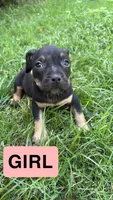 Isabell , a female American Pit Bull Terrier for sale in Abilene, TX – 1 of 1