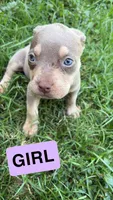 loe, a female American Pit Bull Terrier for sale in Abilene, TX – 1 of 1
