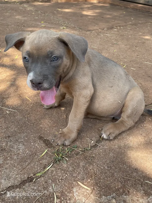 Jada – American Pit Bull Terrier puppy for sale in Abilene, TX