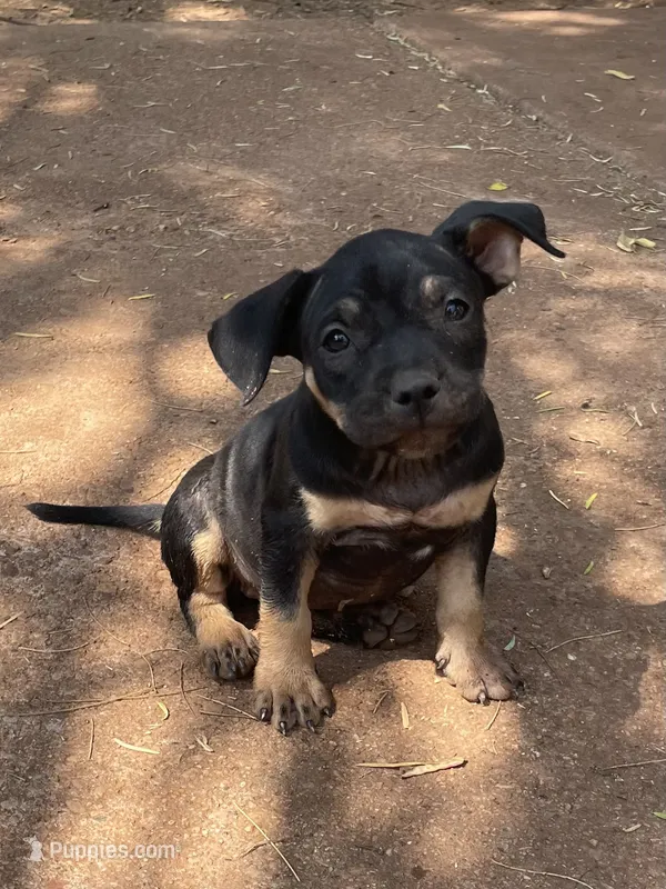 Isabell  – American Pit Bull Terrier puppy for sale in Abilene, TX