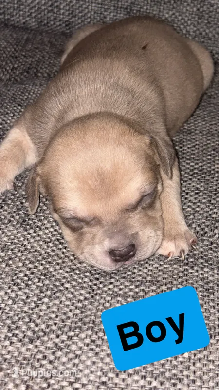 Max – American Pit Bull Terrier puppy for sale in Abilene, TX