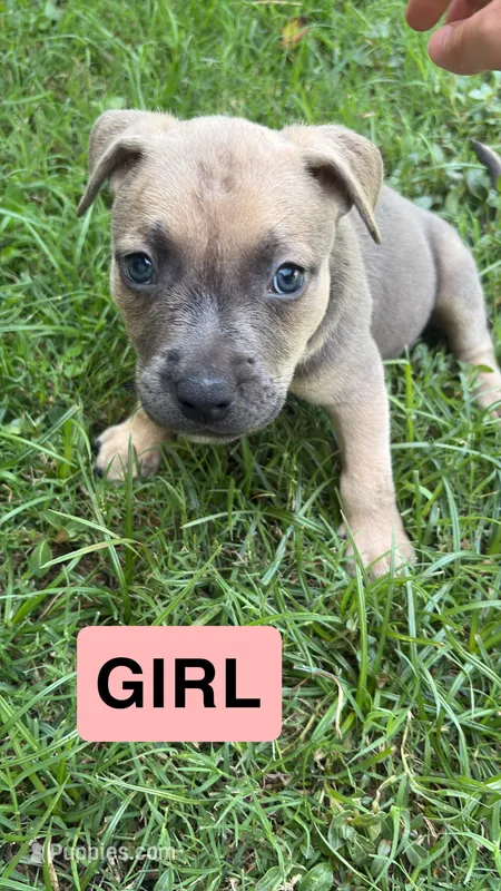 Jada – American Pit Bull Terrier puppy for sale in Abilene, TX