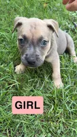 Jada, a female American Pit Bull Terrier for sale in Abilene, TX – 1 of 1