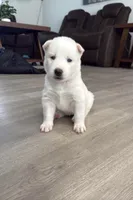 Harley , a female Siberian Husky for sale in Dunn, NC – 1 of 3