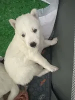 Harley , a female Siberian Husky for sale in Dunn, NC – 3 of 3