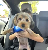 Max, a male Yorkshire Terrier for sale in Tampa, FL – 3 of 3