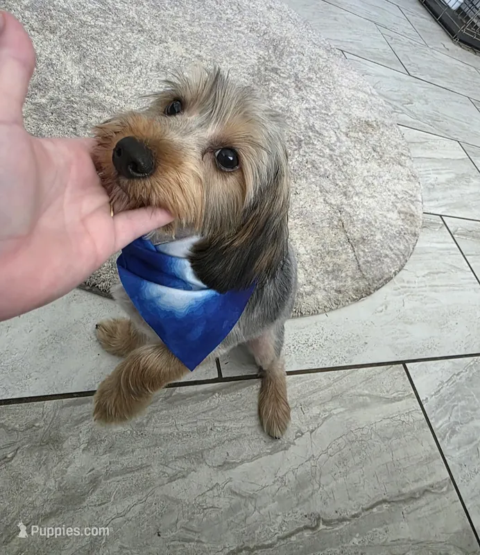 Max – Yorkshire Terrier puppy for sale in Tampa, FL