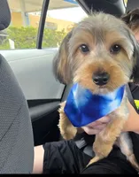 Max, a male Yorkshire Terrier for sale in Tampa, FL – 2 of 3