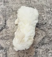 processed/556b636b-2bca-4f28-980e-a9715f21c14d/listing/7185c739-d8c9-447c-bbbb-59c8b4c6e29c/93fac476-d355-48e1-b808-9f07fd3901d6