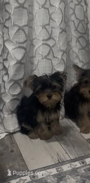Yorkie Boy – Yorkshire Terrier puppy for sale in Citrus Heights, CA