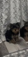 Yorkie Boy, a male Yorkshire Terrier for sale in Citrus Heights, CA – 1 of 2