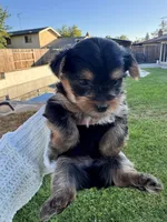 Boy, a male Yorkshire Terrier for sale in Citrus Heights, CA – 5 of 8