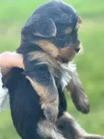 Boy, a male Yorkshire Terrier for sale in Citrus Heights, CA – 3 of 8
