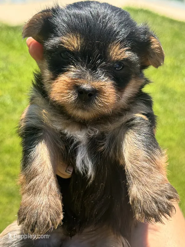 Boy – Yorkshire Terrier puppy for sale in Citrus Heights, CA
