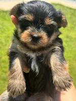 Boy, a male Yorkshire Terrier for sale in Citrus Heights, CA – 2 of 8