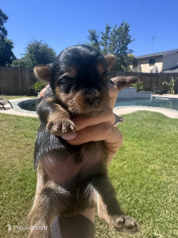 Boy – Yorkshire Terrier puppy for sale in Citrus Heights, CA