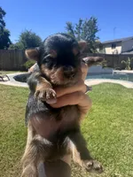 Boy, a male Yorkshire Terrier for sale in Citrus Heights, CA – 4 of 8
