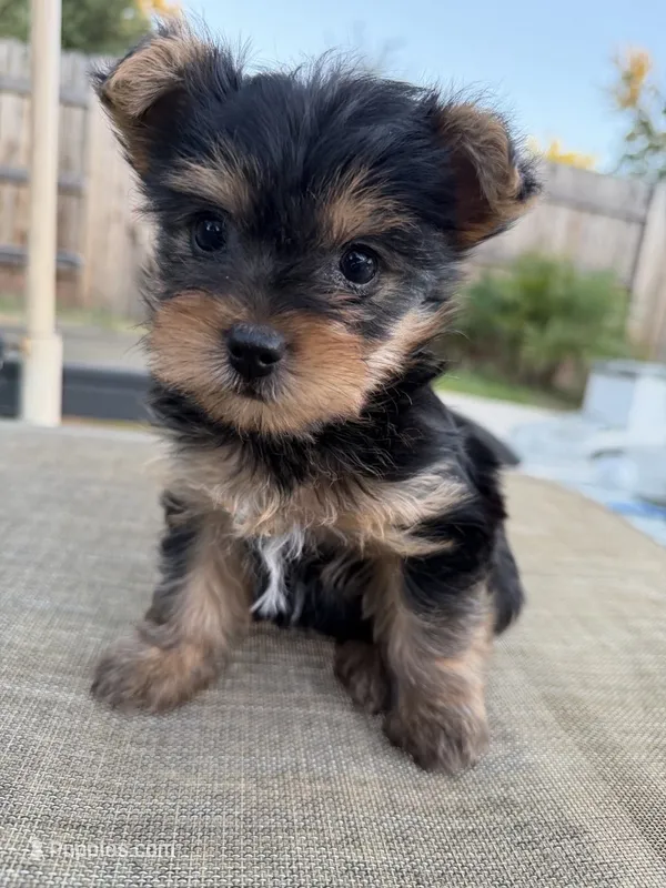 Boy – Yorkshire Terrier puppy for sale in Citrus Heights, CA