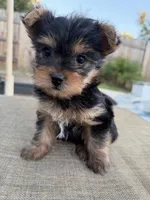 Boy, a male Yorkshire Terrier for sale in Citrus Heights, CA – 1 of 8