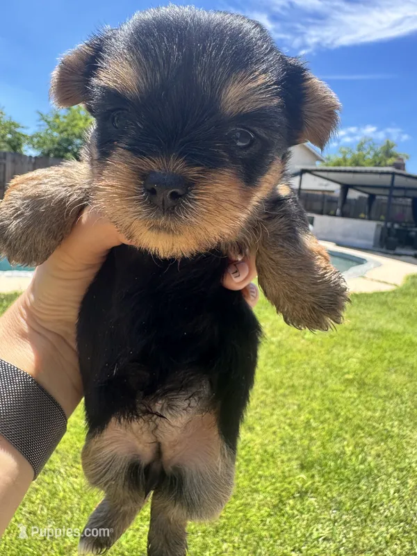 Little girl – Yorkshire Terrier puppy for sale in Citrus Heights, CA