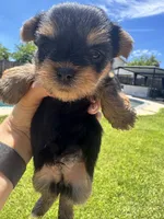 Little girl, a female Yorkshire Terrier for sale in Citrus Heights, CA – 2 of 4